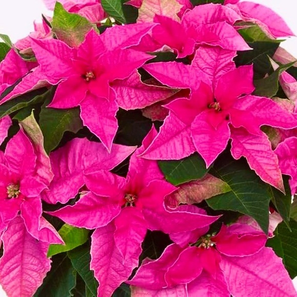 🎅🌟🤶🎄🎁🎶🎅🌟🤶🎄🎁🎶🎅🌟🤶🎄🎁 - Picture 11 of 14